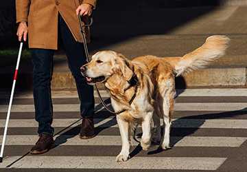 5-2. 5 Best Practices for Training Service Dogs for Specific Needs